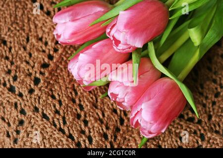 Hintergrund mit Blumen. Ein Bouquet von rosa Tulpen, die auf einem braun gestrickten Damen Schal liegt. Stockfoto