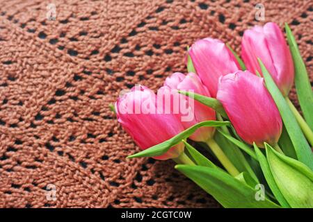 Hintergrund mit Blumen. Ein Bouquet von rosa Tulpen, die auf einem braun gestrickten Damen Schal liegt. Stockfoto