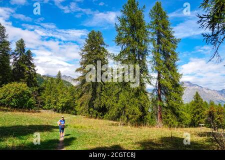 Weibliche Wanderer zu Fuß durch Pinienwald in der Nähe von Puy-Saint-Vincent, Skigebiet, im Sommer, Vanoise Nationalpark, Ecrins, Frankreich Stockfoto