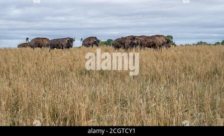 Bison (Buffalo) auf den Prärien von Alberta Stockfoto