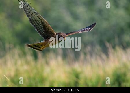 Weibliche Nordharrier, die über Sumpfland auf der Jagd nach einer Mahlzeit aufsteigt. Stockfoto