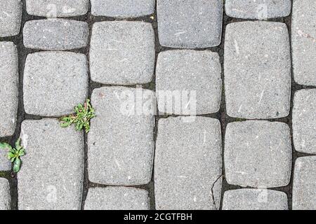 Das Gras wächst durch die Steine der Pflastersteine. Stockfoto