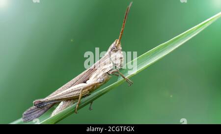 Braune Heuschrecke auf einem Blatt, Makrofoto dieses niedlichen orthoptera Insekts im Gras, irgendwo im tropischen Dschungel Thailands. Naturszene. Stockfoto