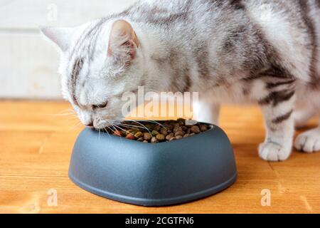 Katze essen Tierfutter in einer Schüssel mit Form des Herzens. Stockfoto