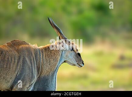 Eland Male gesehen in Masai Mara, Kenia, Afrika Stockfoto