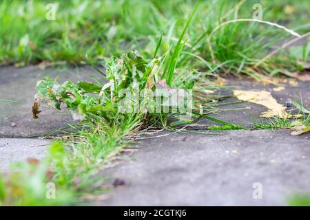 Grünes Gras wächst durch Fliesen auf dem Bürgersteig Stockfoto