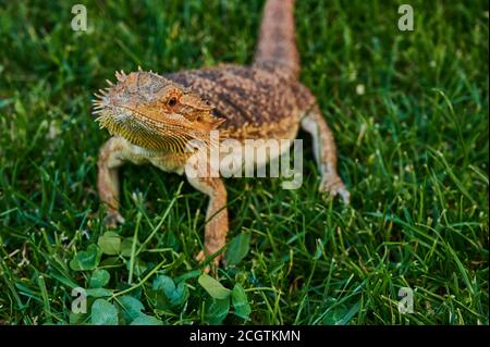 Bärtiger Drache auf einer grünen Wiese schaut in die Kamera Stockfoto