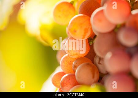 Reife Trauben in einem Weinberg an einem sonnigen Morgen - Hintergrundbeleuchtung Stockfoto