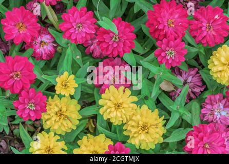 Gelbe und violette Blüten von Zinnia elegans oder anmutige Zinnia. Stockfoto