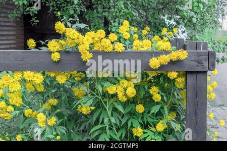 Gelbe Blumen rudbeckia laciniata oder rudbeckia goldene Kugel in der Nähe eines Holzzauns. Stockfoto
