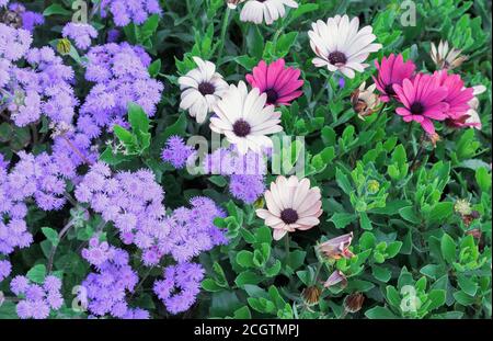 Beige und violette Blüten von osteospermum oder afrikanischen Gänseblümchen. Stockfoto
