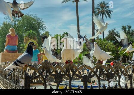 Gruppe von Tauben erfrischend auf einem Brunnen im Maria Luisa Park in Sevilla, Andalusien, Spanien. Stockfoto