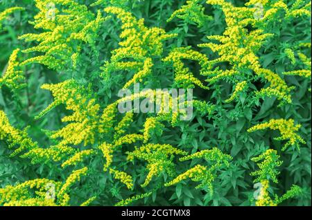 Gelb Kanadische Goldrute oder lat. Canadensis aus Solidago. Stockfoto
