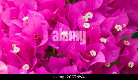 Bougainvillea blüht in den Rose Emporium Gardens in der Nähe von Brenham, Texas. Stockfoto