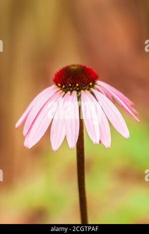 Purple Coneflower, Echinacea purpurea, im Mercer Arboretum und im Botanischen Garten in Spring, Texas. Stockfoto