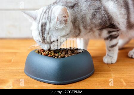 Katze essen Tierfutter in einer Schüssel mit Form des Herzens. Stockfoto