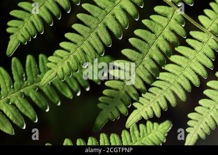 Nahaufnahme Farnblätter von der Sonne auf dem schwarzen Hintergrund beleuchtet. Makrobild. Stockfoto