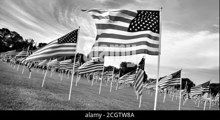 Ausstellung von amerikanischen Flaggen für Memorial Day. Stockfoto