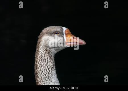 Porträt der im Meereshafen schwimmenden Greylag Gans. Greystones, Irland. Stockfoto
