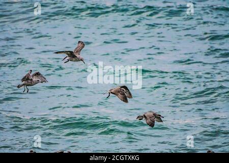 Juvenile Island Möwen fliegen über das Meer in der Fischerei vor Ort. Stockfoto