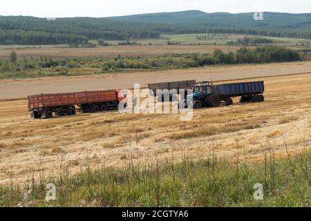 LKW und zwei Traktoren mit Anhänger stehen auf einem ländlichen Feld während der Ernte von Getreidepflanzen. Stockfoto