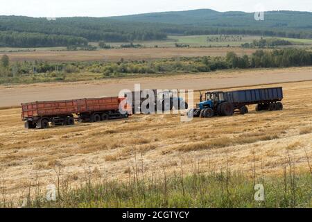 Ein LKW und zwei Traktoren mit Anhänger stehen auf einem ländlichen Feld während der Ernte von Getreidepflanzen. Stockfoto