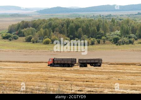 Ein LKW mit einem Anhänger beladen mit Getreide fährt auf einem landwirtschaftlichen Feld während der Ernte, vor dem Hintergrund von grünen Büschen. Stockfoto