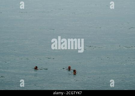 Männer schwimmen im Meer vor dem Strand Graystones Cove, Irland. Stockfoto