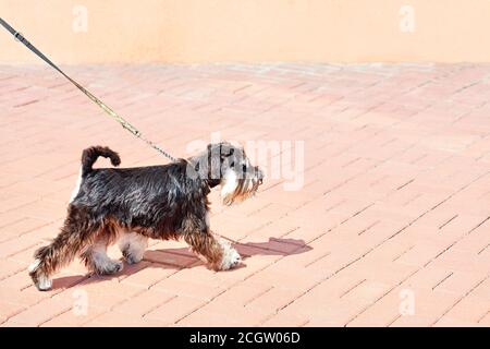 Schnauzer blickt voraus, geht und wird an einem hellen sonnigen Tag von einer dünnen Lederleine zurückgehalten, Bild im Kopierraum. Stockfoto