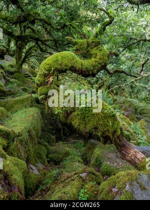 Verdrehte, knorrige Zwergeichen, die zwischen Felsen in einem moosigen Holz wachsen Stockfoto