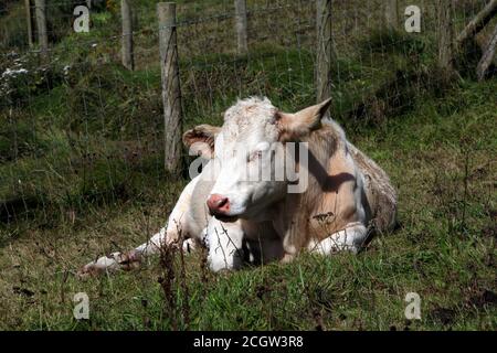 Weiße Kuh auf Gras liegend. Stockfoto