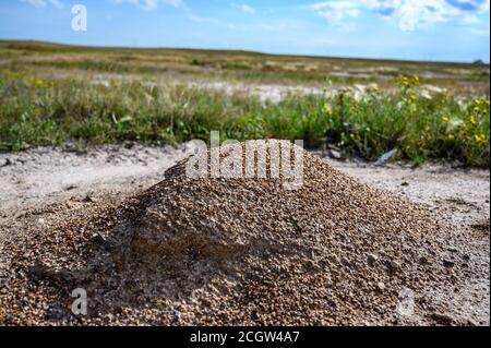 Low-Winkel-Bild von Ameisenhaufen mit Prärie im Hintergrund sichtbar Stockfoto