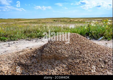 Low-Winkel-Bild von Ameisenhaufen mit Prärie im Hintergrund sichtbar Stockfoto