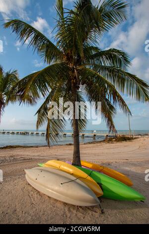 Kajaks unter einer Palme neben Higgs Beach Pier In Key West Florida Stockfoto