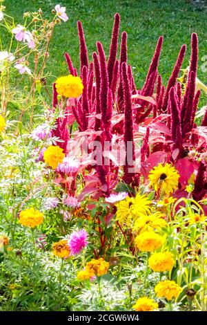 September krautige Randfarbe Sommer Blumen im Blumenbeet Rot Amaranth Buntes Blumenbeet Mixed Bed Blooming Amaranthus cruentus blüht Stockfoto