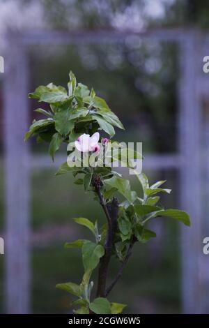 Einzelne Apfelblüte, die auf einem jungen Apfelbaum blüht, mit Gartentür im Hintergrund Stockfoto