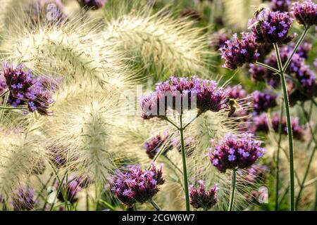 September Sommer Blumen Federtop Brunnen Gras Verbena bonariensis Stockfoto