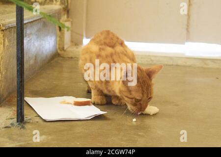 Inländische Indianer gestreifte Kätzchen. Nette junge Katze isoliert mit ihrem ursprünglichen Hintergrund. Indoor Haustiere, Veterinär-und Werbekonzept. Detaillierte Outd Stockfoto