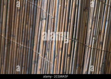 Aufrechter Abschnitt des natürlichen Schilfgartens, der Spuren des frühen Schilfverfalls zeigt. Schöne natürliche Textur Hintergrund oder Metapher für die Gartenarbeit. Stockfoto