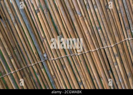 Aufrechter Abschnitt des natürlichen Schilfgartens, der Spuren des frühen Schilfverfalls zeigt. Schöne natürliche Textur Hintergrund oder Metapher für die Gartenarbeit. Stockfoto