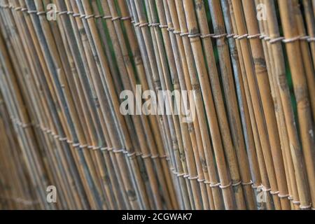 Aufrechter Abschnitt des natürlichen Schilfgartens, der Spuren des frühen Schilfverfalls zeigt. Schöne natürliche Textur Hintergrund oder Metapher für die Gartenarbeit. Stockfoto