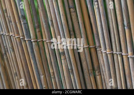 Aufrechter Abschnitt des natürlichen Schilfgartens, der Spuren des frühen Schilfverfalls zeigt. Schöne natürliche Textur Hintergrund oder Metapher für die Gartenarbeit. Stockfoto