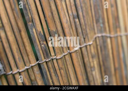 Aufrechter Abschnitt des natürlichen Schilfgartens, der Spuren des frühen Schilfverfalls zeigt. Schöne natürliche Textur Hintergrund oder Metapher für die Gartenarbeit. Stockfoto