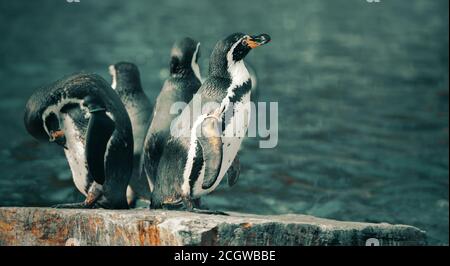 Frederiksberg, Dänemark - 12. September 2019: Eine Gruppe Pinguine bleibt auf dem Felsen, umgeben von Wasser Stockfoto