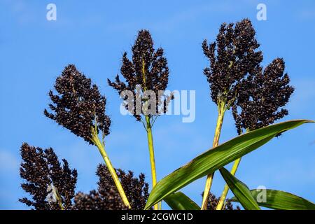 Schwarzhirse Sorghum nigrum Stockfoto