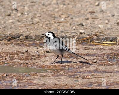 Pied Wagtail (Motacilla alba yarrellii) schwarz-weißer Singvogel in Sonnenschein auf felsigem Felsvorsprung mit Pfütze neben dem Hochlandstrom - Cumbria, England Stockfoto