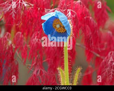 Himalayan Blue Poppy (Meconopsis grandis) bei strahlendem Sonnenschein mit Hintergrund von Acer palmatum atropurpureum dissectum in Cumbria, England, UK Stockfoto