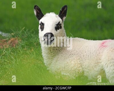 Porträt eines einzigen weißen Lammes mit schwarzen Ohren, Nase und Augen auf Grasland in Cumbria, England, UK Stockfoto