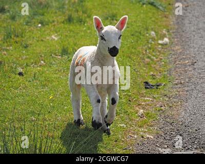 Porträt eines einzigen weißen Lammes mit rosa Ohren, schwarzer Nase, Knien und Augen galoppieren auf dem Grasland am Straßenrand in Cumbria, England, UK Stockfoto