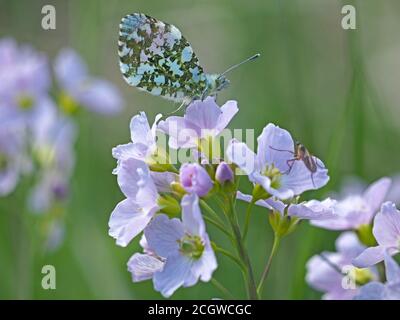 Orange-Spitze Schmetterling (Anthocharis cardamines) mit geschlossenen Flügeln, die auf Nektar der Kuckuckblume (Cardamine pratensis) oder Cumbria, England, Großbritannien, fressen Stockfoto